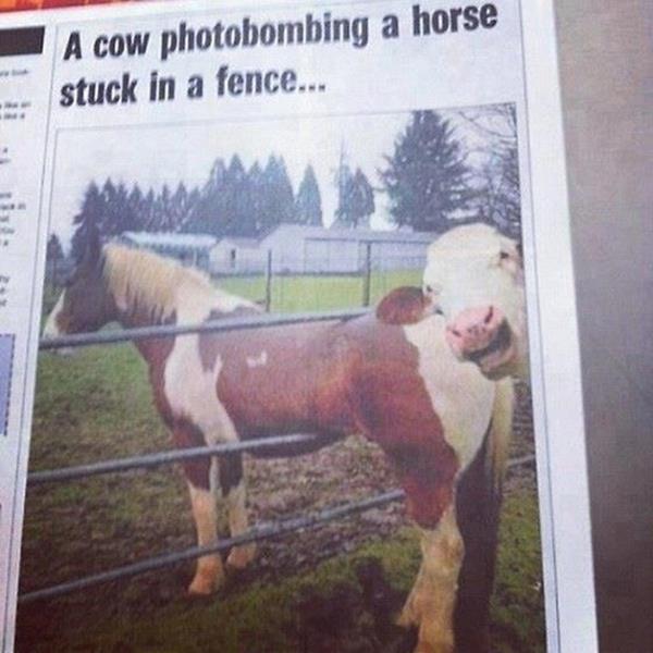 cow photobombs horse stuck in fence